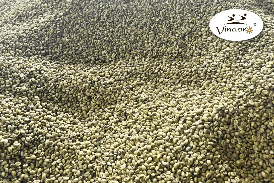 Unwashed Robusta Coffee S16 - S18