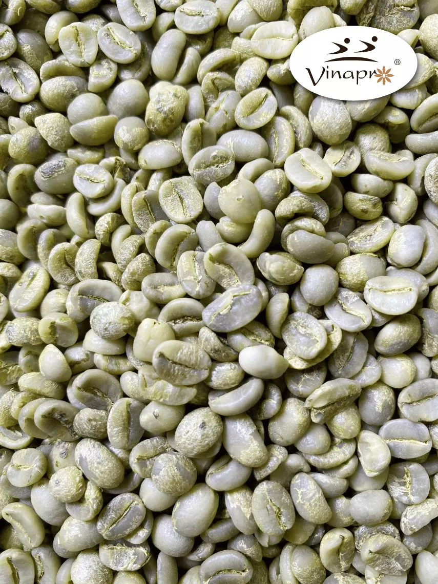 Wet polished robusta green coffee beans S16