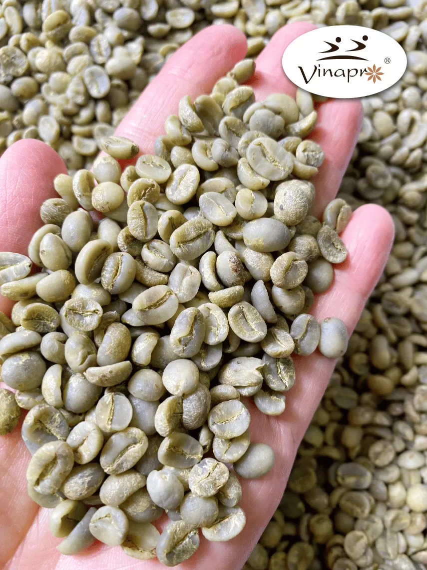 Wet polished robusta green coffee beans S16