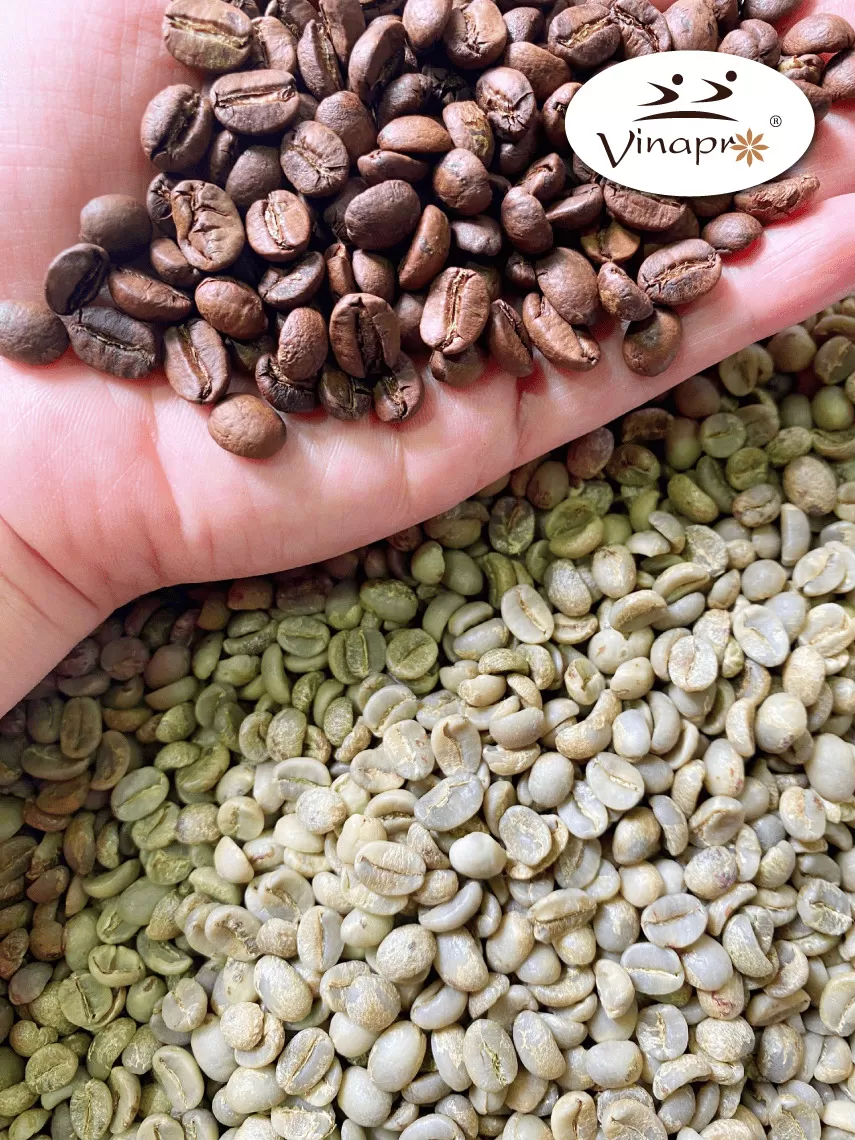 Wet polished robusta green coffee beans S16