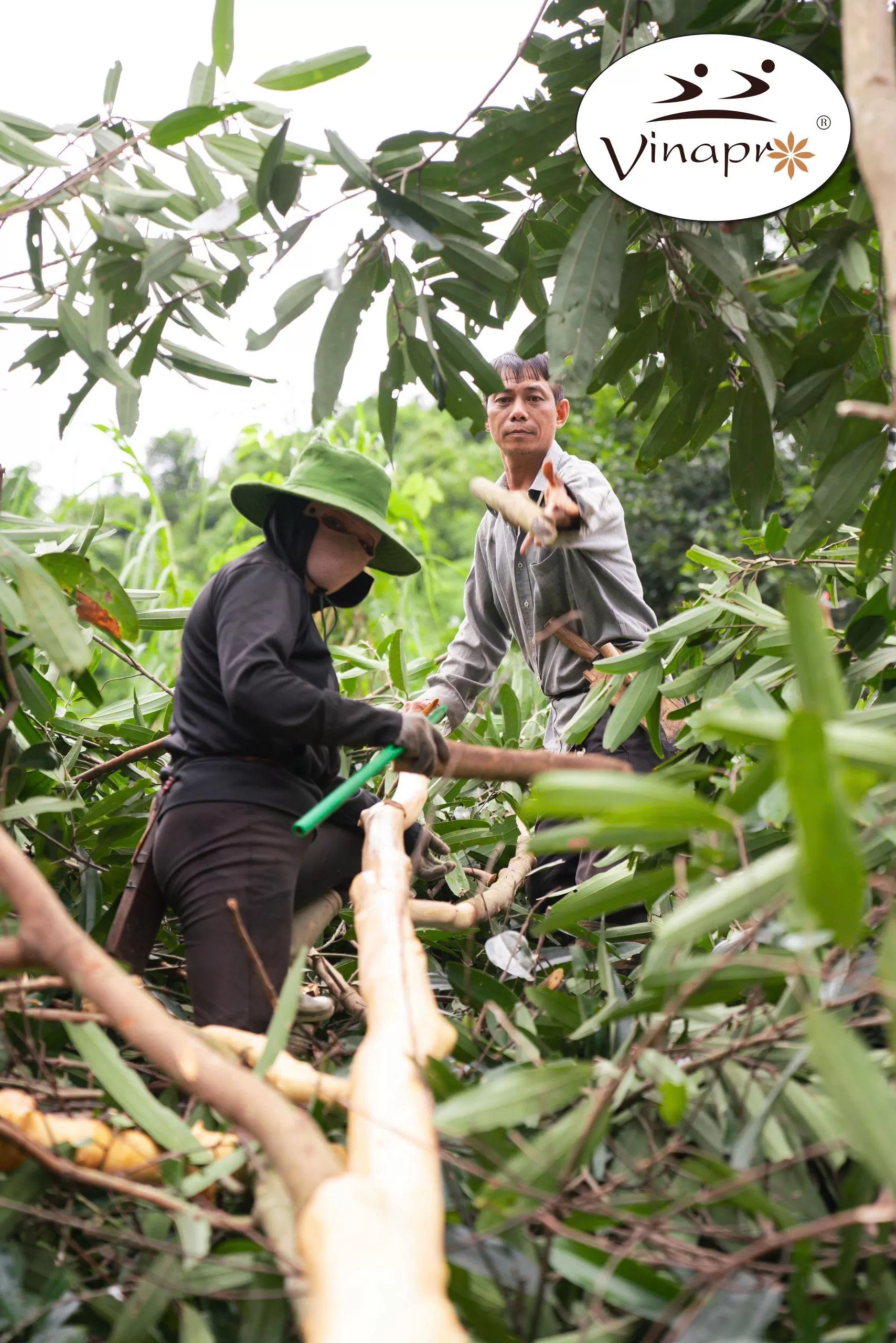Cassia Powder (Cinnamon powder)