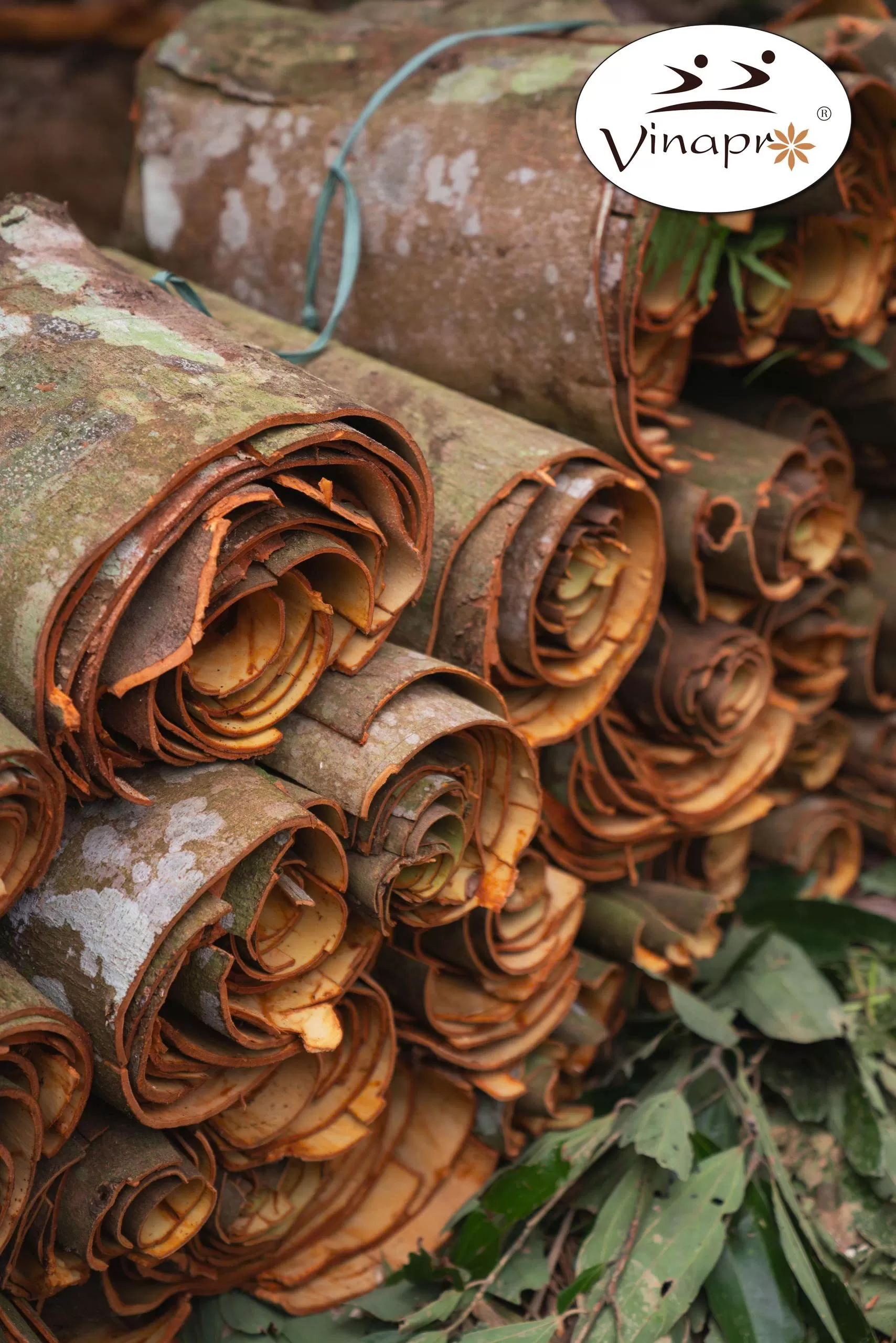 Square cut cassia ( YB1, YB2, YB3, YB4 )