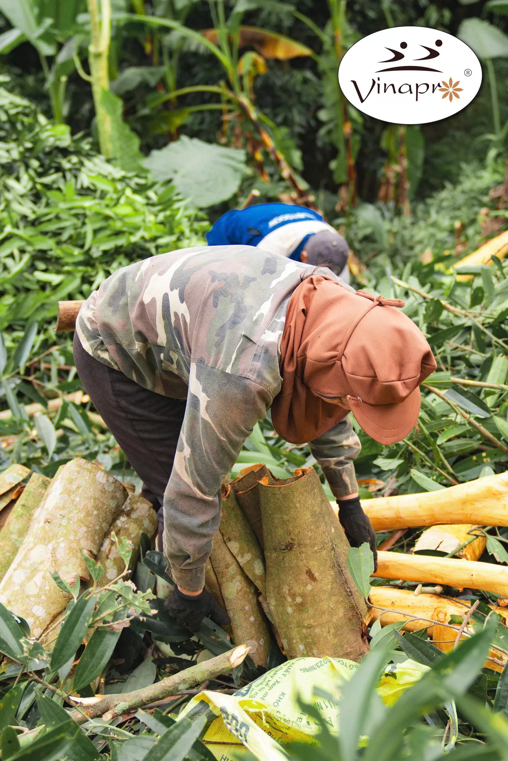 Square cut cassia ( YB1, YB2, YB3, YB4 )