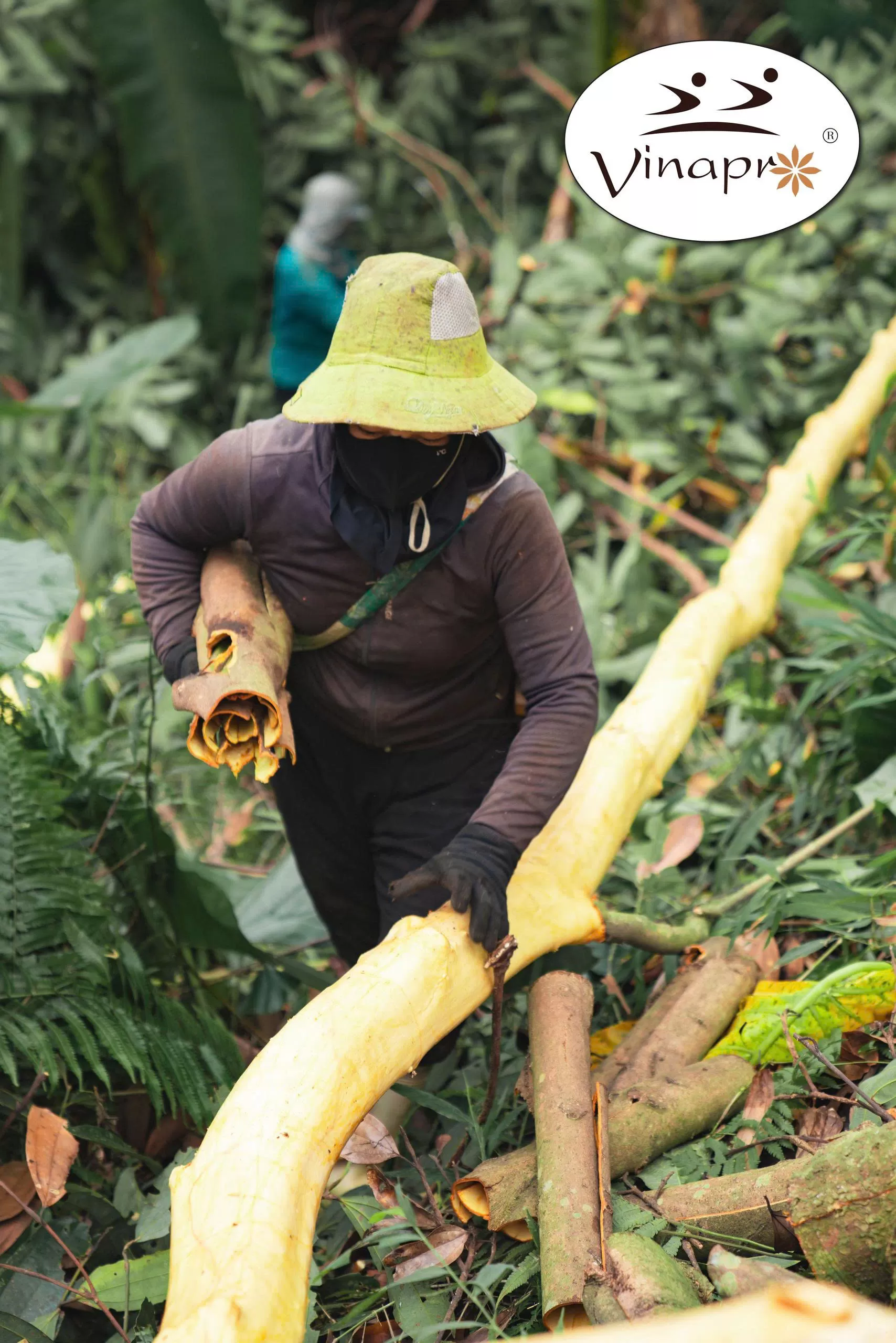 Cassia Powder (Cinnamon powder)